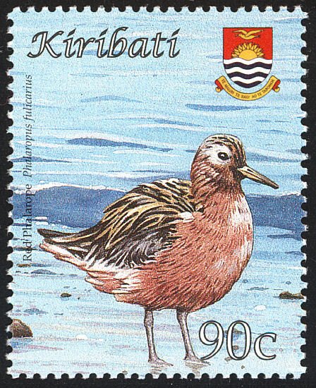 Red Phalarope (Phalaropus fulicarius)