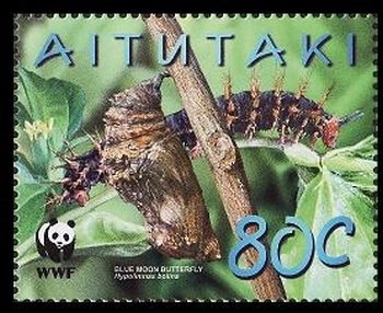 Blue Moon Butterfly (Hypolimnas bolina)
