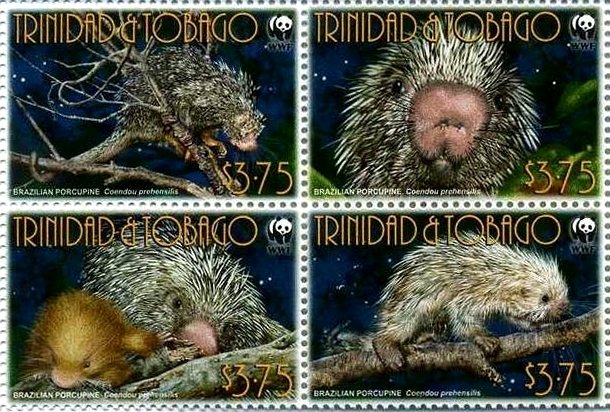 Brazilian Porcupine (Coendou prehensilis)   