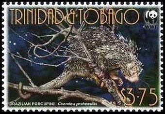 Brazilian Porcupine (Coendou prehensilis)