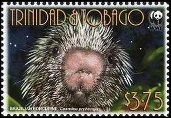 Brazilian Porcupine (Coendou prehensilis)