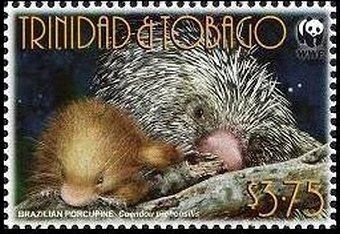 Brazilian Porcupine (Coendou prehensilis)