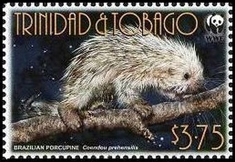 Brazilian Porcupine (Coendou prehensilis)