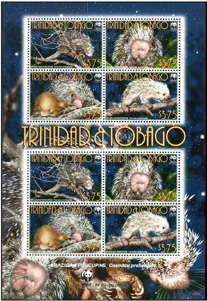 Brazilian Porcupine (Coendou prehensilis)