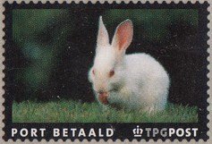 Domestic Rabbit (Oryctolagus cuniculus domesticus)