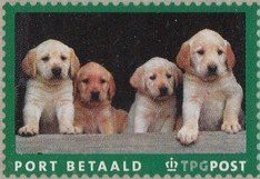Dogs (Canis lupus familiaris)