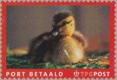 Domestic Duck (Anas platyrhynchos domestica)