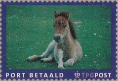 Horse (Equus ferus caballus)