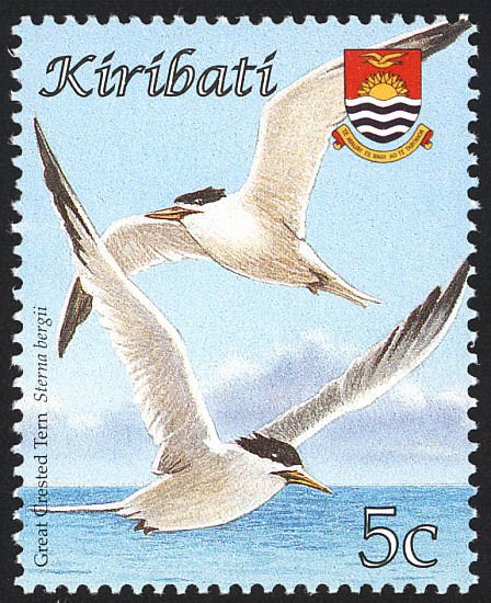 Greater Crested Tern (Sterna bergii)