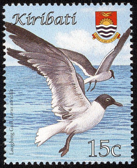 Laughing Gull (Larus atricilla)