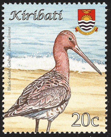 Black-tailed Godwit (Limosa limosa)