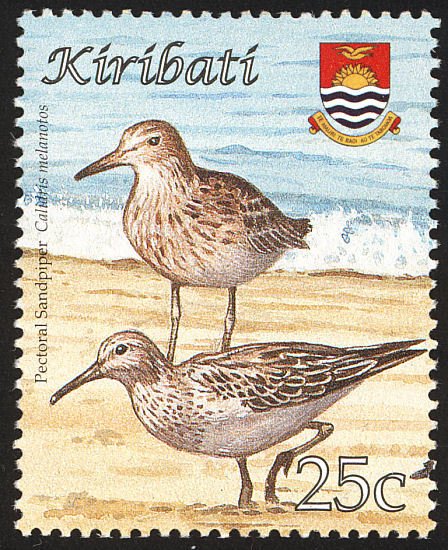 Pectoral Sandpiper (Calidris melanotos)