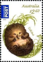 Short-beaked Echidna (Tachyglossus aculeatus)