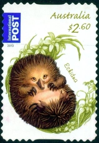 Short-beaked Echidna (Tachyglossus aculeatus)