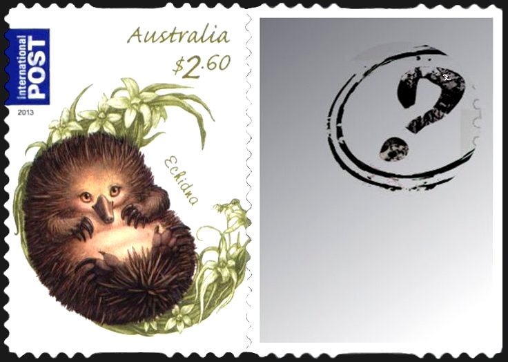 Short-beaked Echidna (Tachyglossus aculeatus)