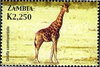 Giraffe (Giraffa camelopardalis)