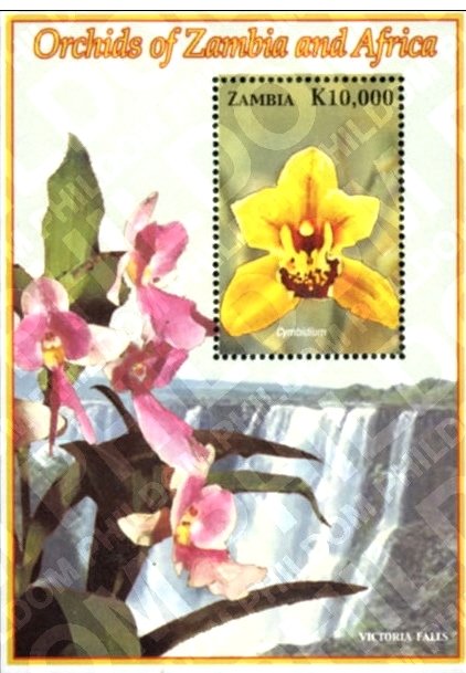 Cymbidium