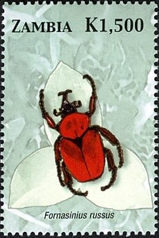 Flower Beetle (Fornasinius russus)
