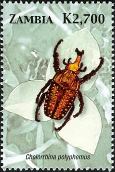 Giant African Fruit Beetle (Chelorrhina polyphemus)