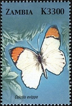 Red Tip (Colotis antevippe)