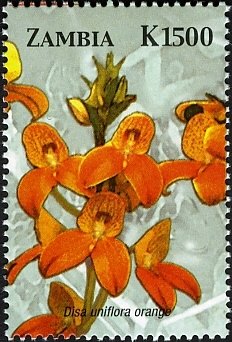 Disa uniflora orange