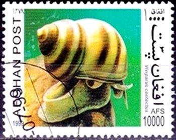 Lister's River Snail (Viviparus contectus)