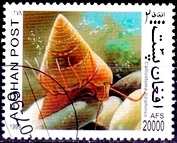 Stamp, European Painted Topshell (Calliostoma zizyphinum), Afghanistan,  , Animals (Fauna), Molluscs, Snails and Slugs