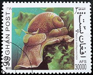 Stamp, Fly Specked Natica (Natica millepunctata), Afghanistan,  , Animals (Fauna), Molluscs, Snails and Slugs