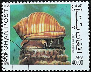Stamp, Helmet Snail (Cassis sulcosa), Afghanistan,  , Animals (Fauna), Molluscs, Snails and Slugs