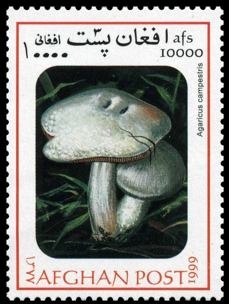 Agaricus campestris