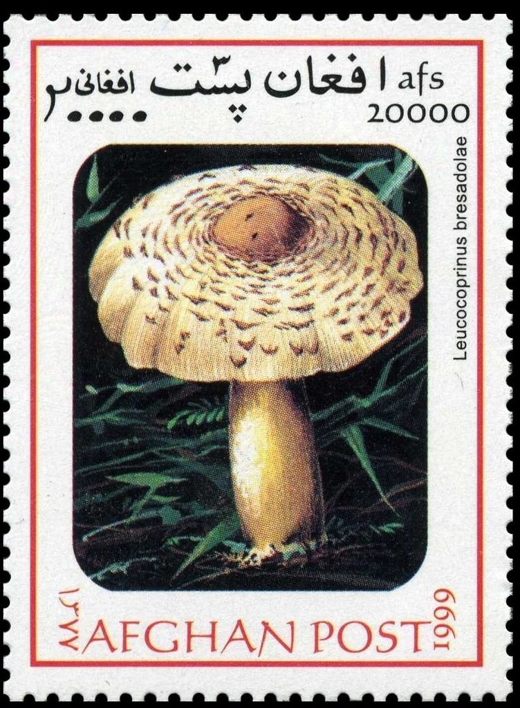 Leucocoprinus bresadolae