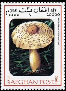 Stamp, Leucocoprinus bresadolae, Afghanistan,  , Mushrooms