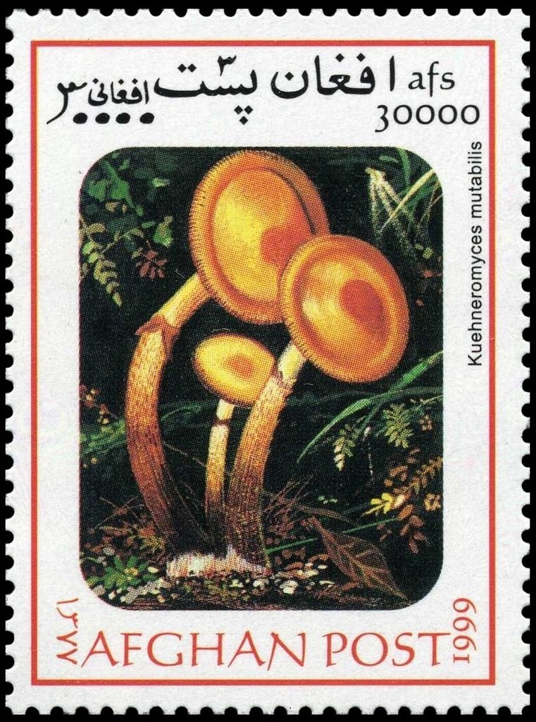 Kuehneromyces mutabilis
