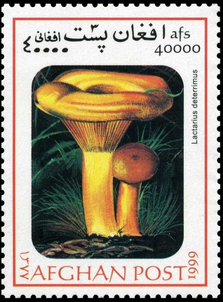 Lactarius deterrimus