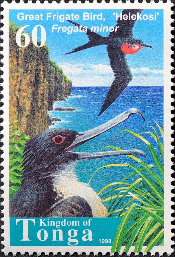 Great Frigatebird (Fregata minor)