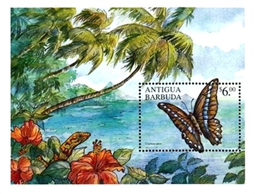 Milon's Swallowtail (Graphium milon)