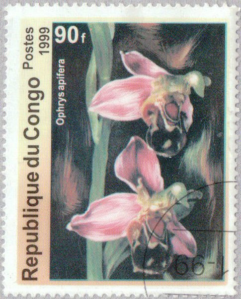 Ophrys apifera