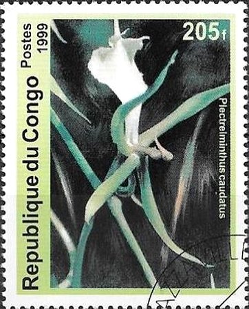 Plectreiminthus caudatus