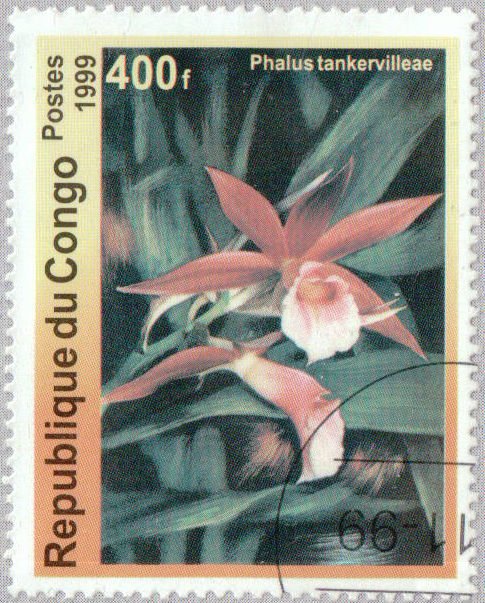 Phalus tankervilleae