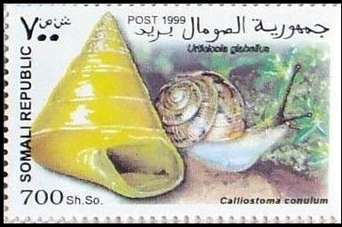 Urticicola glabellum / Calliostoma conulum