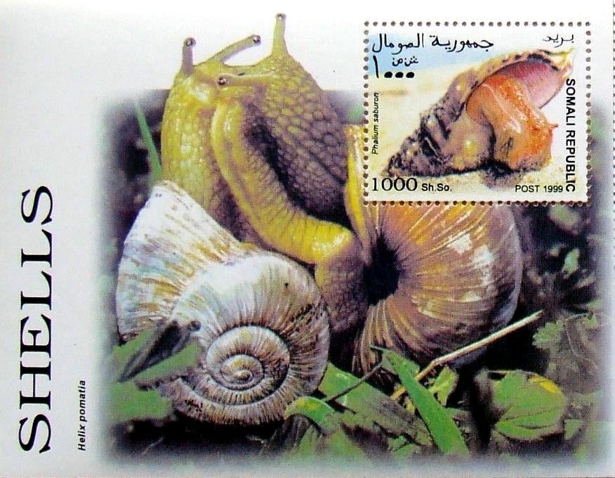 Helix pomatia / Phalium saburon