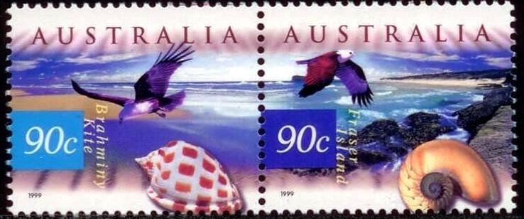 Fraser Island Shells