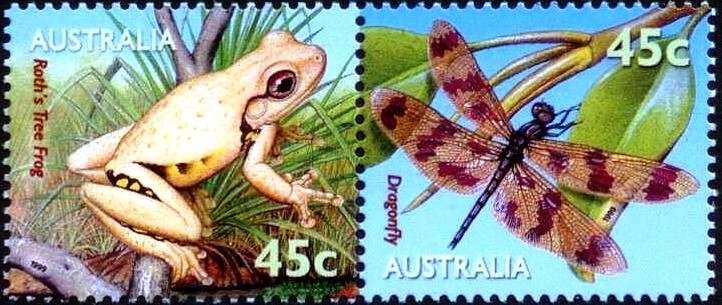 Roth's Tree Frog + Graphic Flutterer