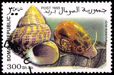 Planorbella duryi / Gibbula divaricata
