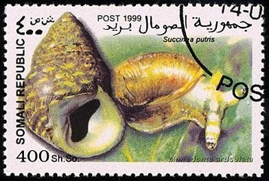 Succinea putris / Monodonta articulata