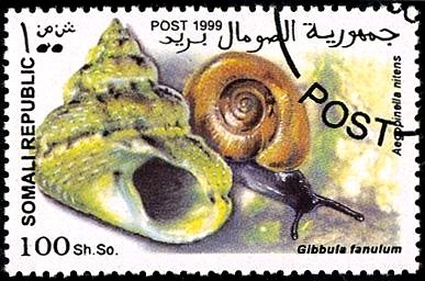Aegopinella nitens / Gibbula fanulum