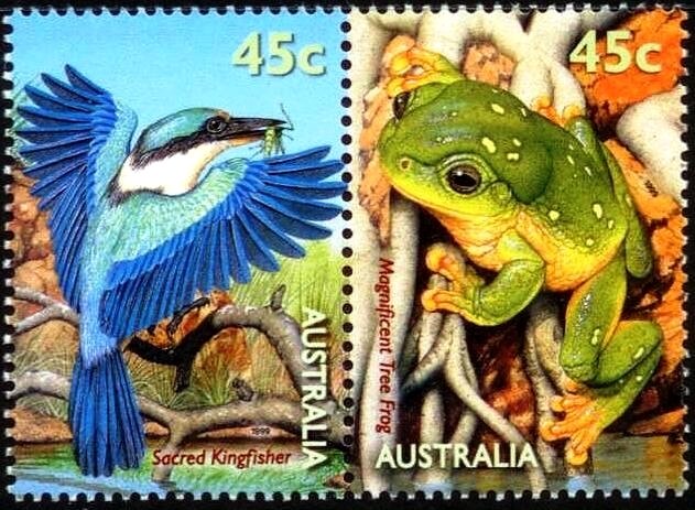 Sacred Kingfisher + Magnificent Tree Frog