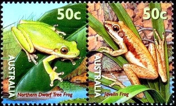 Northern Dwarf Tree Frog + Javelin Frog