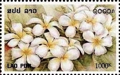 White flowers
