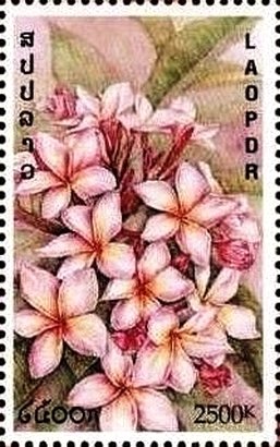 Pink flowers